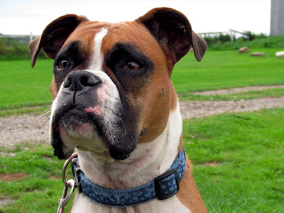 cours d'obéissance ou autre avec votre chien