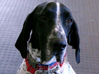 consultation video en comportement canin