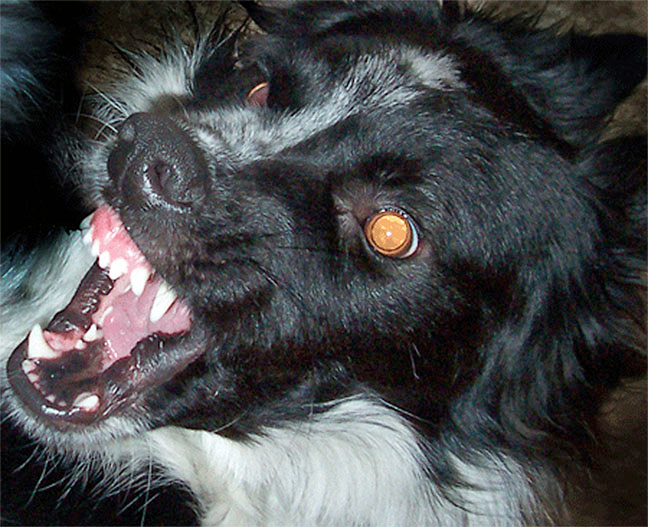 chien agressif, morsure chien, problème de comportement canin