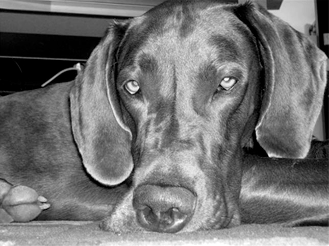 chien agressif - la dernière chance