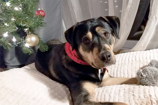 Chewy Chienn aggressif