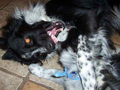 notre éducateur canin Border collie ayant l'air agressif