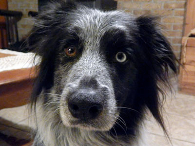 Karyne Milette et sa border collie