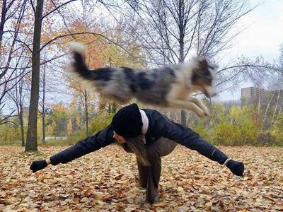 Berger australien en freestyle canin