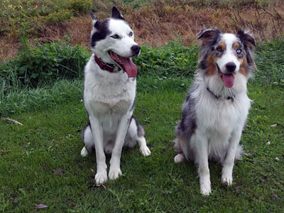 pension pour chiens Lenoxville