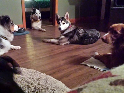 pension pour chiens libres en Estrie